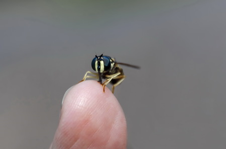 Close up of wasp on the hand, Zheleznitsa village, Sofia region, Bulgariaの写真素材