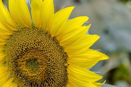 Close-up of one blossom sunflower or Helianthus annuus  with green background, Zavet, Bulgariaの写真素材