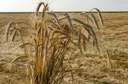 Sheaf ear of wheat  in background from stubble, Zavet, Bulgariaの写真素材
