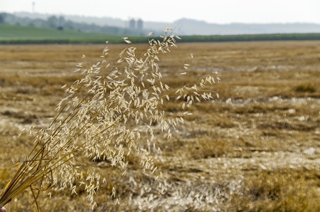 Sheaf ear of oats  in background from stubble, Zavet, Bulgariaの写真素材