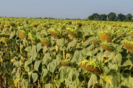 Head of  sunflower or Helianthus annuus  with seeds growing in sunflower field, Zavet, Bulgariaの写真素材