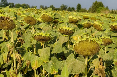 Head of  sunflower or Helianthus annuus  with seeds growing in sunflower field, Zavet, Bulgariaの写真素材