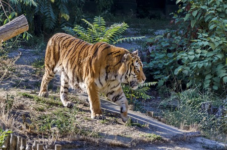 Proud tiger walking in the park,  Sofia, Bulgariaの写真素材