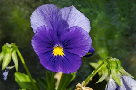 Purple pansy, Viola altaica or dog-violet flower in glade with yellow pollen,  Vitosha mountain,...