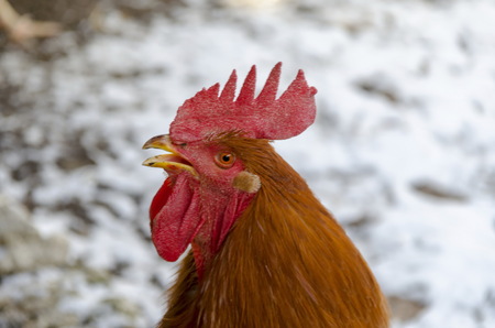 Close-up head profile of crow fiery red rooster in the farmyard, Zavet, Bulgariaの写真素材