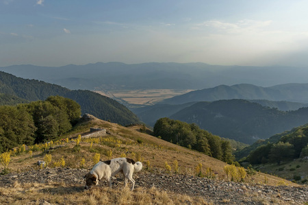 Mountain landscape with mullein or Verbascum flower,and sheep-dog at Central Balkan mountain,...