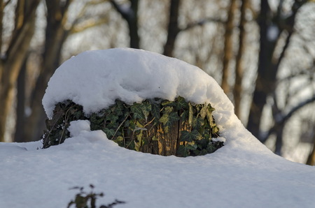 Winter scene of trunk and ivy covered with snow in park, Sofia, Bulgaria