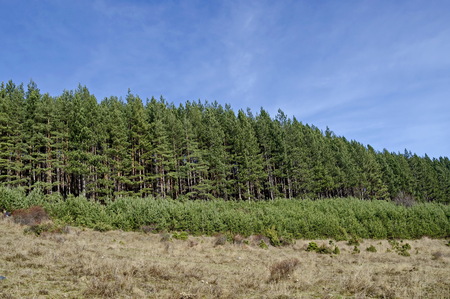 Beauty view with old and new pine forest and glade of  late autumn in Vitosha mountain, Bulgaria