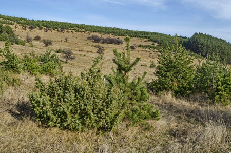 Panorama of glade and  late autumn forest in Vitosha mountain, Bulgariaの写真素材