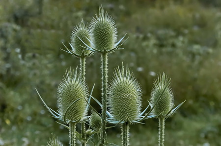 Milk thistle or silybum marianum run to seed flower in summer meadow, Rila mountain, Bulgariaの写真素材