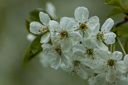 Branch with fresh bloom  of wild plum-tree flower closeup in garden, Sofia, Bulgariaの写真素材