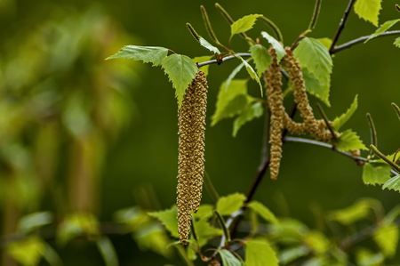 Twig with seed and leaves of a silver birch tree or Betula Alba in springtime, Sofia, Bulgariaの写真素材