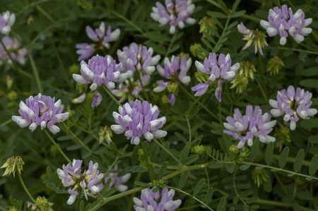 View of a cluster of crown vetch, vicia sativa or coronilla varia  wildflower on the meadow, Sofia,...