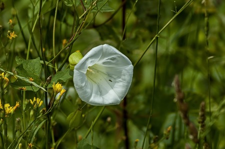 White convolvulus flower with its tendrils  on the various plant, Sofia, Bulgaria