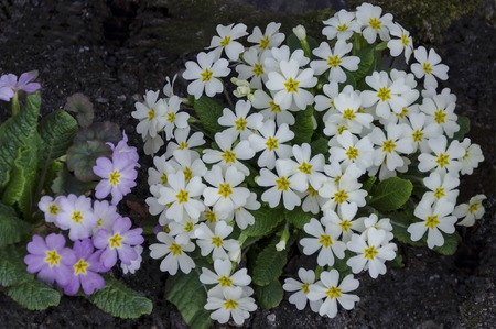 Small group of Primrose or  Primula vulgaris flowers on a bed in garden,  Sofia, Bulgariaの写真素材