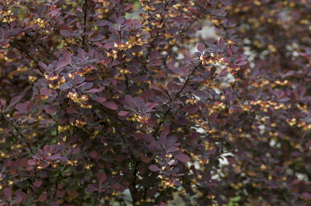 Berberis thunbergii or Japanese barberry, Red barberry, Thunberg's barberry - purple leaves and yellow flowers, Sofia, Bulgariaの写真素材