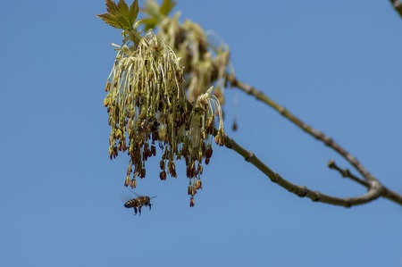 Bee fly toward fresh springtime twig with bloom, Sofia, Bulgaria