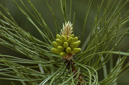 Pine or pinus tree branch with new tip in springtime, Plana mountain, Bulgaria