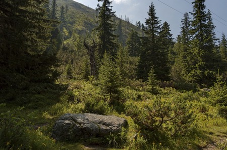 Sunlit mountain top overgrown with coniferous forest and glade on the ecological walk toward...