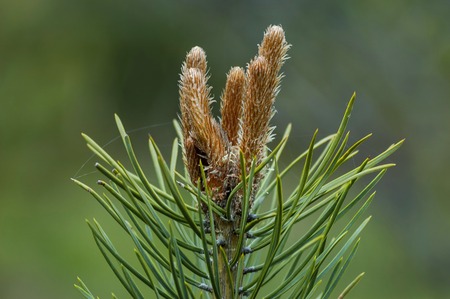 Pine or pinus tree branch with new tip in springtime, Plana mountain, Bulgariaの写真素材
