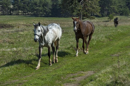 Mountain landscape and  sporting horses in springtime meadow, Plana mountain, Bulgaria