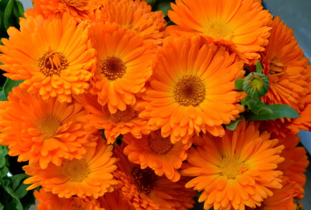 Bunch of the marigold or Calendula officinalis flowers close up, Sofia, Bulgariaの写真素材