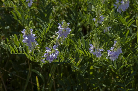 View of a cluster of crown vetch, vicia sativa or coronilla varia  wildflower on the meadow, Central Balkan mountain, Stara Planina, Bulgariaの写真素材