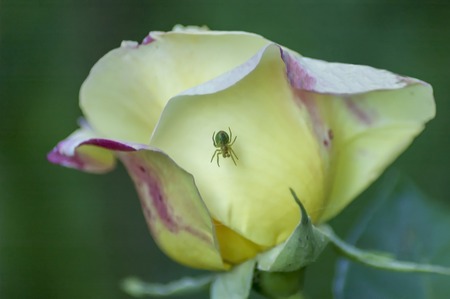 Single fresh yellow rose bloom flower with spider in the garden, Sofia, Bulgariaの写真素材