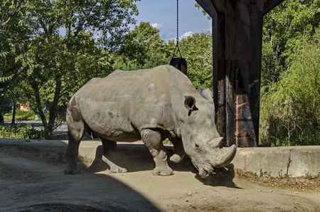 White Rhinoceros or Ceratotherium Simum walk in park, Sofia, Bulgariaの写真素材