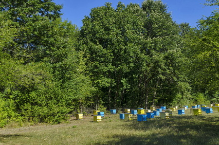 View toward apiary with bee hive in the field at forest, Zavet town, Bulgaria