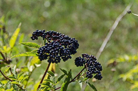 Fructus ebuli of Danewort thicket, poisonous bush or Sambucus ebulus, Zavet town, Bulgariaの写真素材