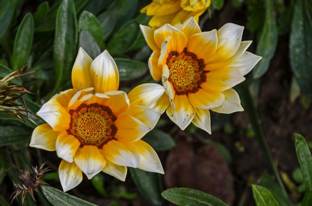Beautiful blooming gazania flower on a bed in the garden, Sofia, Bulgariaの写真素材