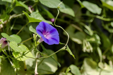 Stack leaves and one purple bloom of convolvulus flower growing in garden, Sofia, Bulgariaの写真素材