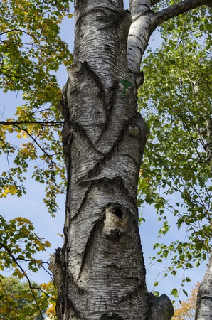 Birch or Betula alba tree with beauty trunk, bark and leaves in autumn in Popular Zaimov park,...