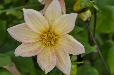 Fresh twig of orange Dahlia Flower bloom flower in the garden, Sofia, Bulgariaの写真素材