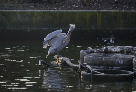 White Pelican or Pelecanus onocrotalus alight on trunk in lake and splash water around, Sofia, Bulgariaの写真素材