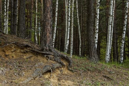 Beautiful landscape of springtime  nature with  mix forest in slope and green glade,  Plana mountain, Bulgariaの写真素材