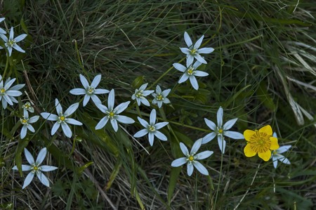 Close-up of white Star of Bethlehem or Ornithogallum, flower and Yellow Geum or avens, Plana mountain, Bulgariaの写真素材