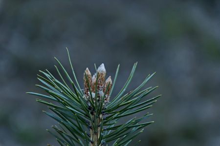 Pine tree branch with new tip in springtime, Plana mountain, Bulgariaの写真素材