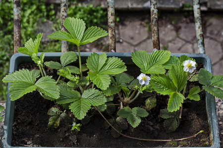 Blooming wild strawberry in the springtime garden background, Sofia, Bulgariaの写真素材