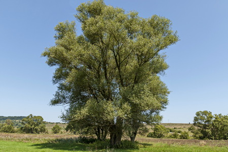 Landscape of summer nature with green glade, flower, forest and big White willow or Salix alba tree, Sredna Gora mountain,  Ihtiman, Bulgariaの写真素材