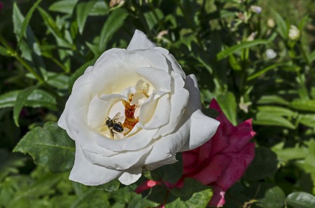 Macro close up of honey bee collecting pollen from white rose flower, Sofia, Bulgariaの写真素材