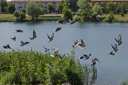 Group Pigeons, dove or Columba livia with variegated feathers fly over the  lake, district Drujba, Sofia, Bulgariaの写真素材