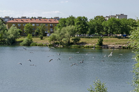 Group Pigeons, dove or Columba livia with variegated feathers fly over the  lake, district Drujba, Sofia, Bulgariaの写真素材