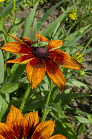 Bloom of Rudbeckia or rudbekia fulgida, Goldstrum, yellow orange coneflower with beauty  green grasshopper in garden, district Drujba, Sofia, Bulgariaの写真素材