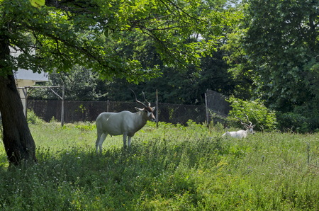 Two white antelopes relax in the summer green park, Sofia, Bulgariaの写真素材