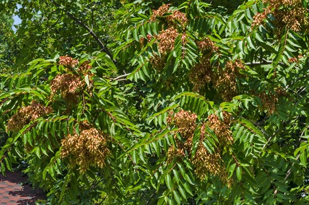 Leaves and red seed at  tree of heaven or Ailanthus altissima, Sofia, Bulgariaの写真素材