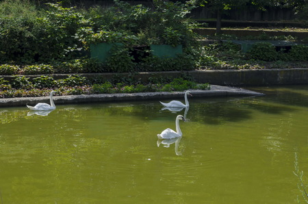 Beautiful white swan swimming on a lake,  Sofia, Bulgaria, Europeの写真素材