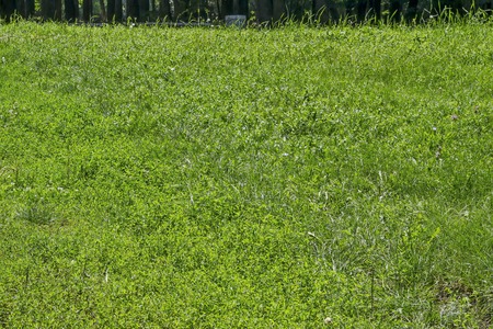 Background of natural green grass field and forest in the natural old Nord park, Sofia, Bulgaria