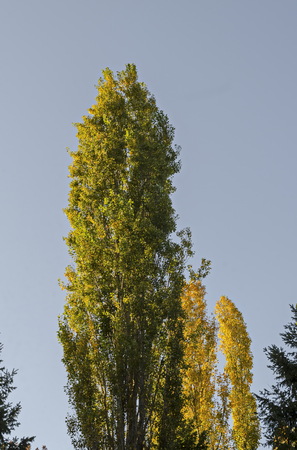Natural background part from autumnal multicolor forest on the blue sky, South park, Sofia, Bulgariaの写真素材